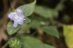 Strobilanthes pulneyensis